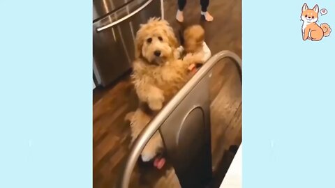 Kid pushing chilling dog