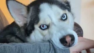 Husky demands more petting!