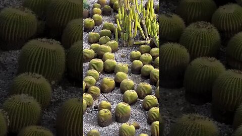 Cactus 🌵 Cacti in Los Angeles at the #gettymuseum #getty #gettychannel #brentwoodca #westwood