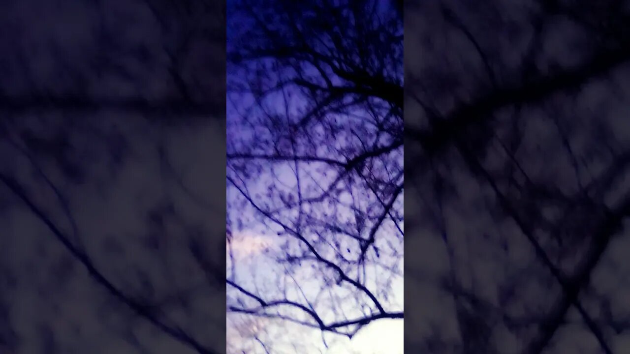"Dawn of the Birds"