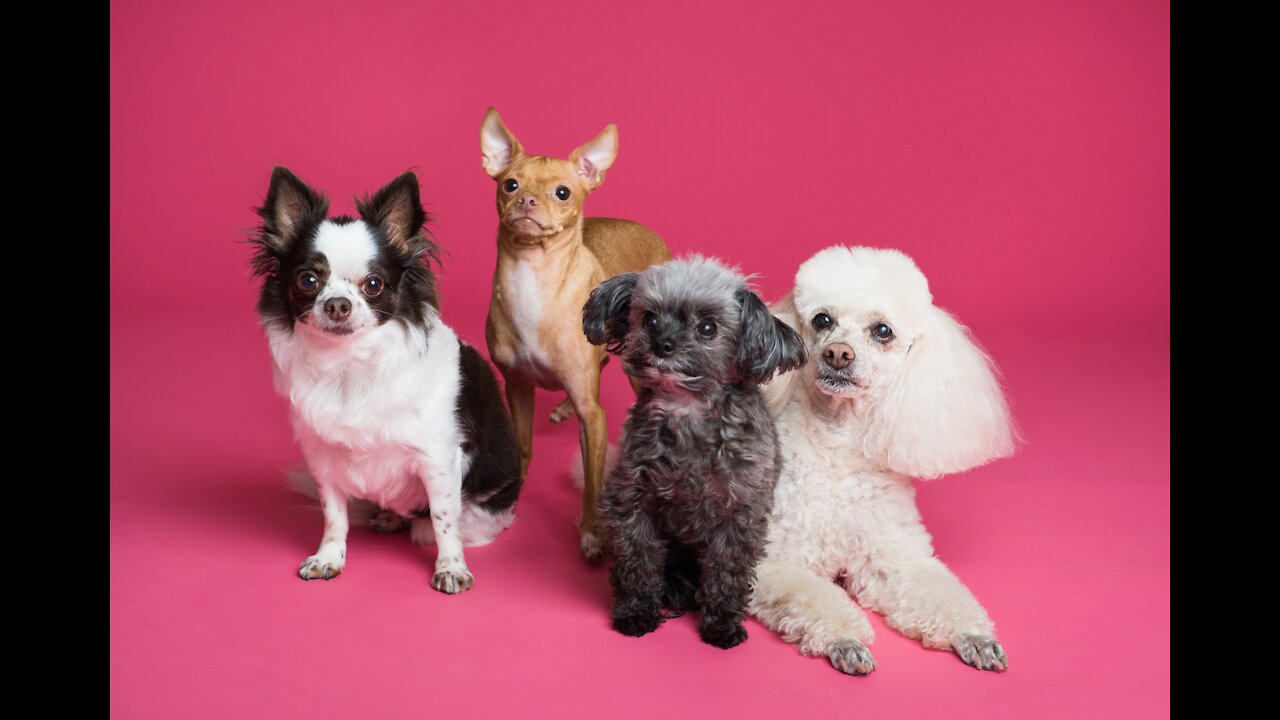 Cute and Funny PETS | puppy love ♥♥♥