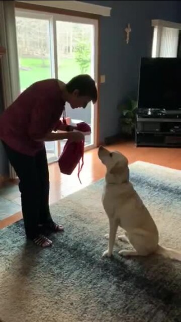 Service dog Toli gets a present from the U.K.
