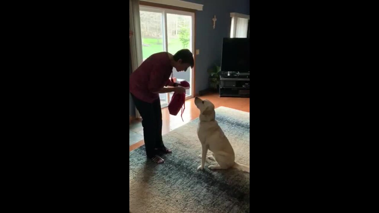 Service dog Toli gets a present from the U.K.