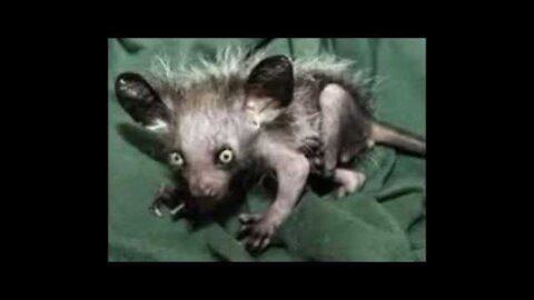 Ugliest animals in the world!
