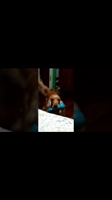 #dogshow, #amimals, #dogs, #shorts