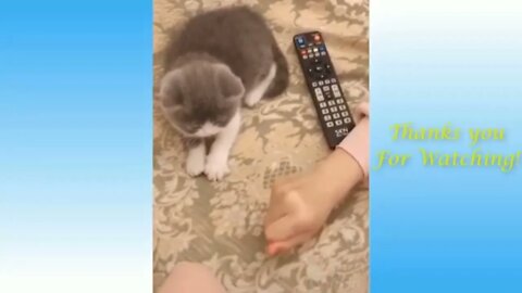 🐈 🐈Funny and cute cat videos🐈🐈