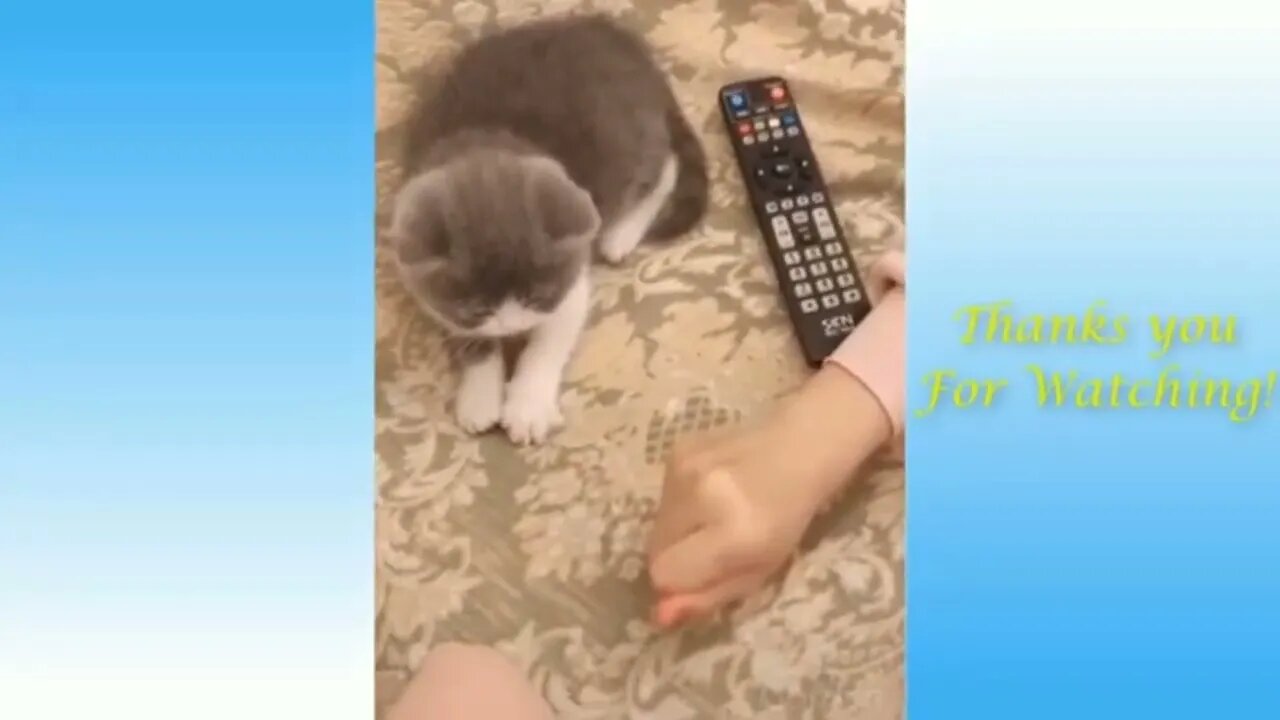 🐈 🐈Funny and cute cat videos🐈🐈