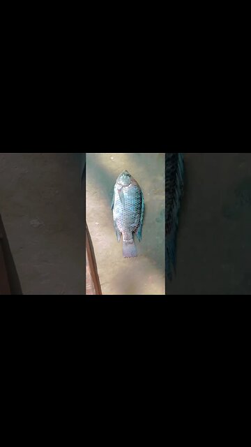 একটু অন্যরকম ভাবে রান্না @BENGALCOOKING #shorts #youtubeshorts #viral #viralshorts #bengalcooking