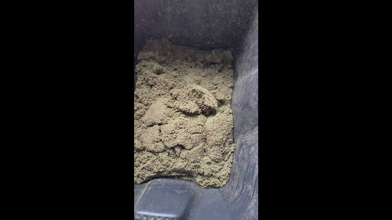 Hemp through the hammermill