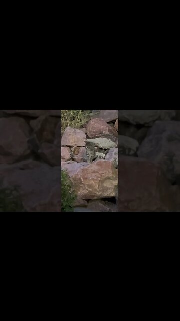 Playful kittens in Trinidad Colorado. #caturday #trinidad #colorado