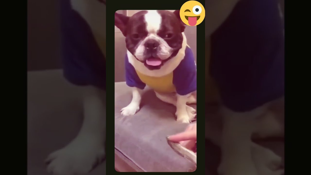 funny😂 crazy pets Life || cute pets funny video