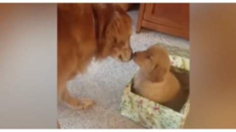 Lonely 12-Year-Old Dog Gets Special Gift, Behaves A Like Kid On Christmas Day