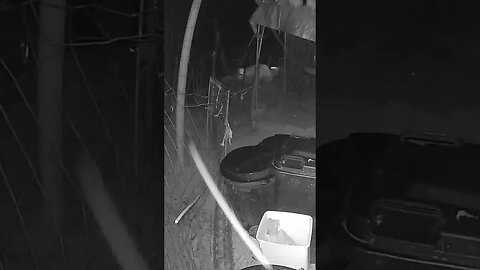 Maremma pup learning night patrol. Farm cam