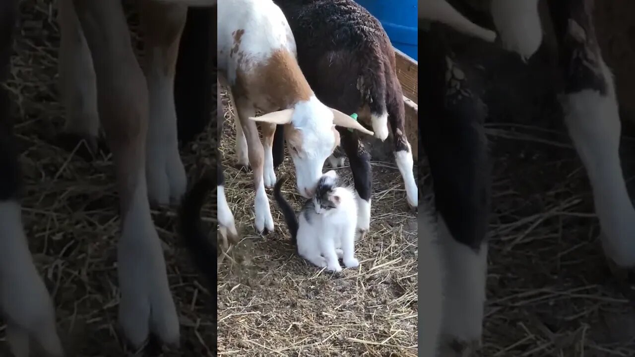#besties