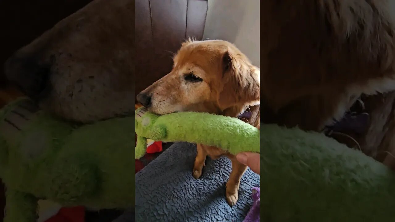 Orthopedic Play Time Titan age 12 #best #goldens #goldenretiever #doglifespan #puppy #golden