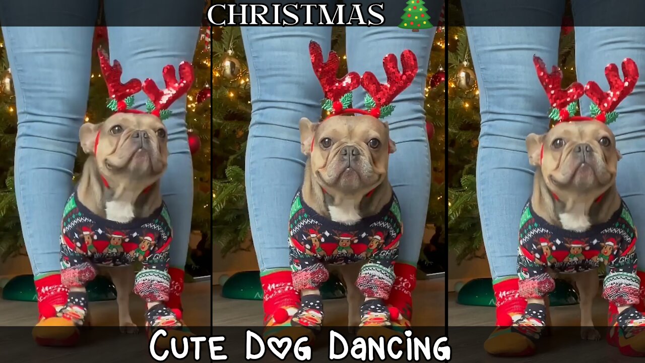 Cute dog wearing christmas clothes and dancing with his owner