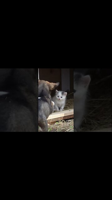 Дружба между щенком и котенком