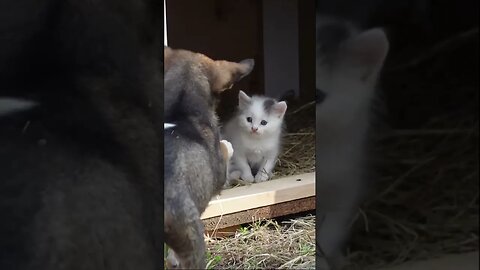 Дружба между щенком и котенком