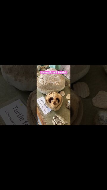 Living Fossil Turtle! #fossil #turtle #viral #underthesea #amazing