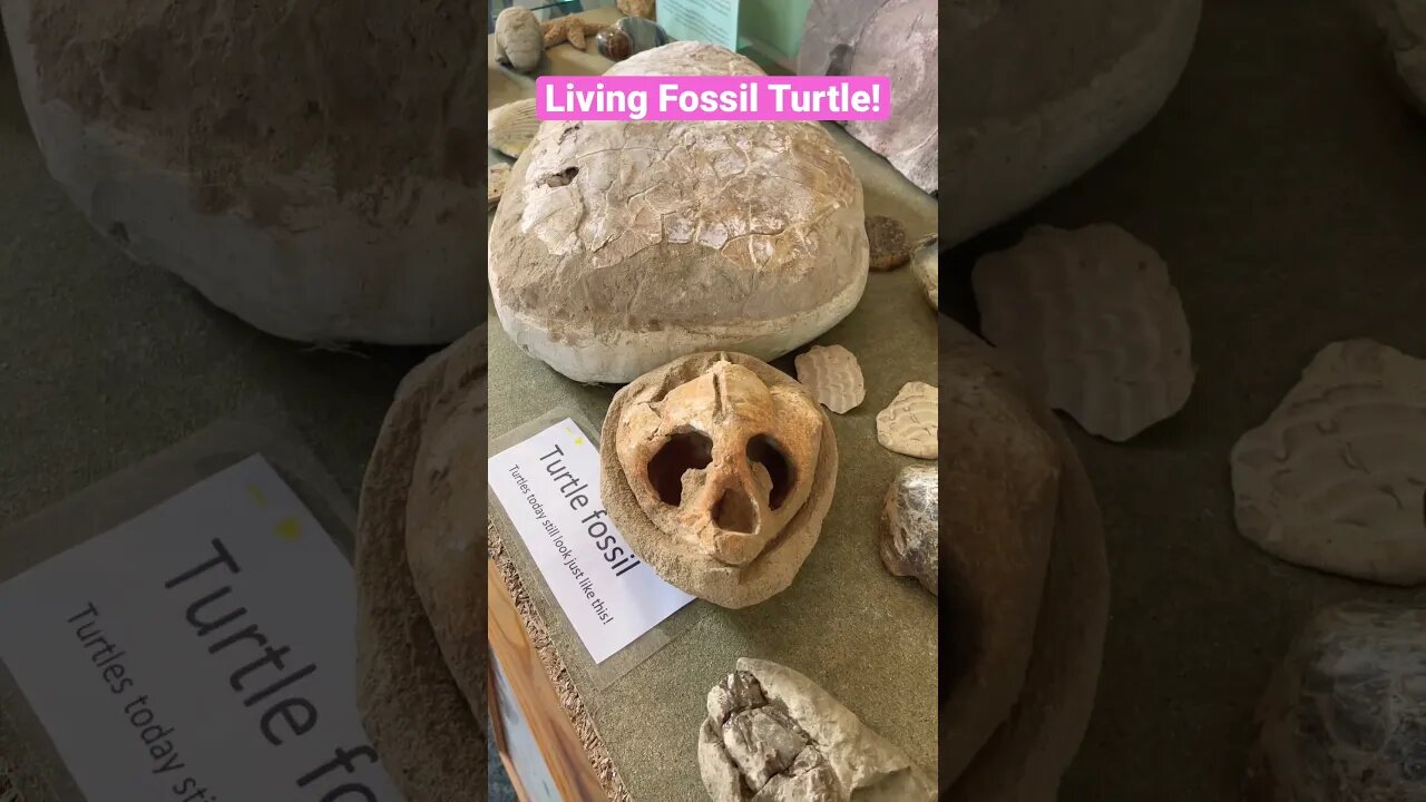 Living Fossil Turtle! #fossil #turtle #viral #underthesea #amazing