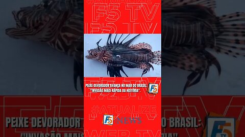 Peixe leão invadem o Litoral Brasileiro