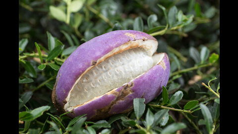 Have you seen Nipple Fruit? How about Akebe or Medlar?