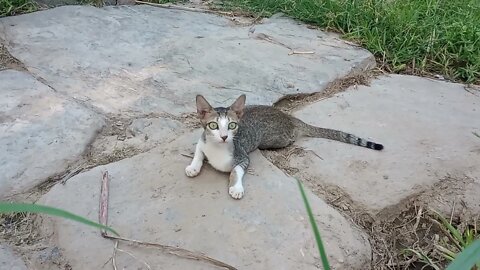 Evening playtime for our cats 😍🐱