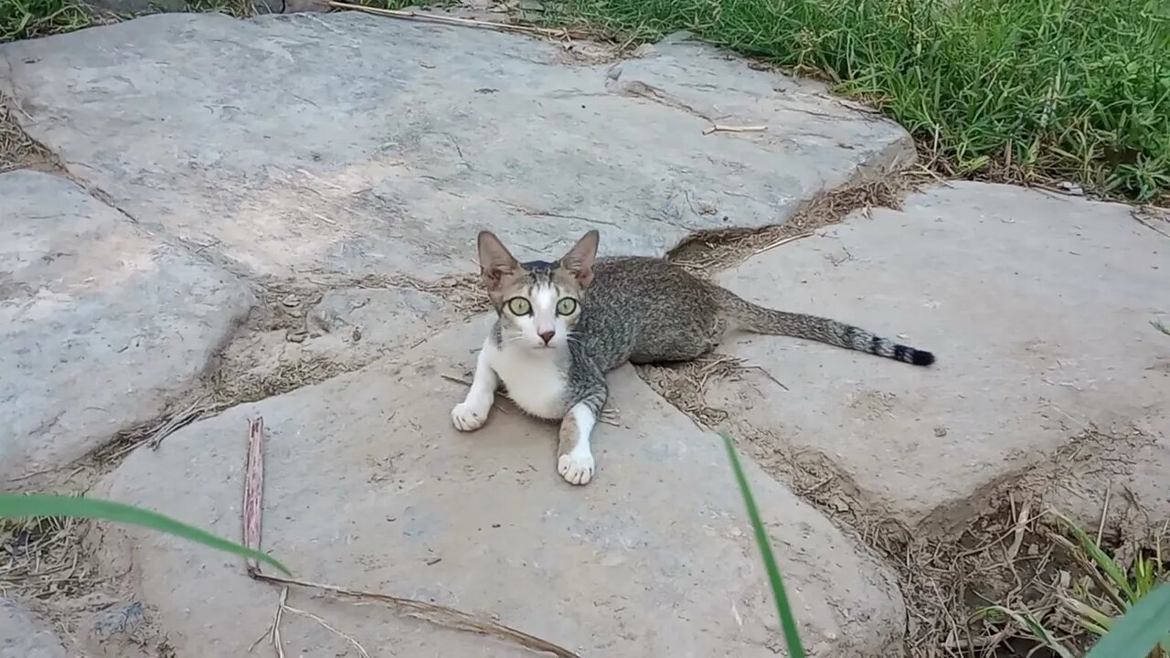 Evening playtime for our cats 😍🐱