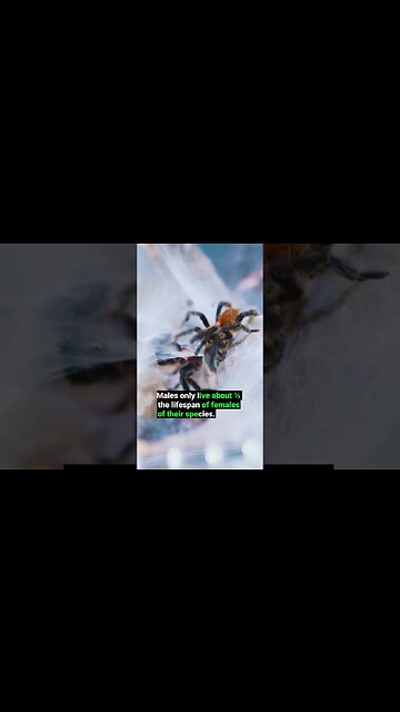 How Long Do TARANTULAS Live?