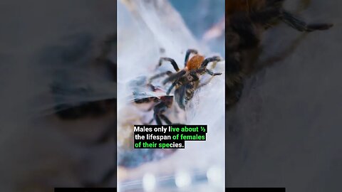 How Long Do TARANTULAS Live?