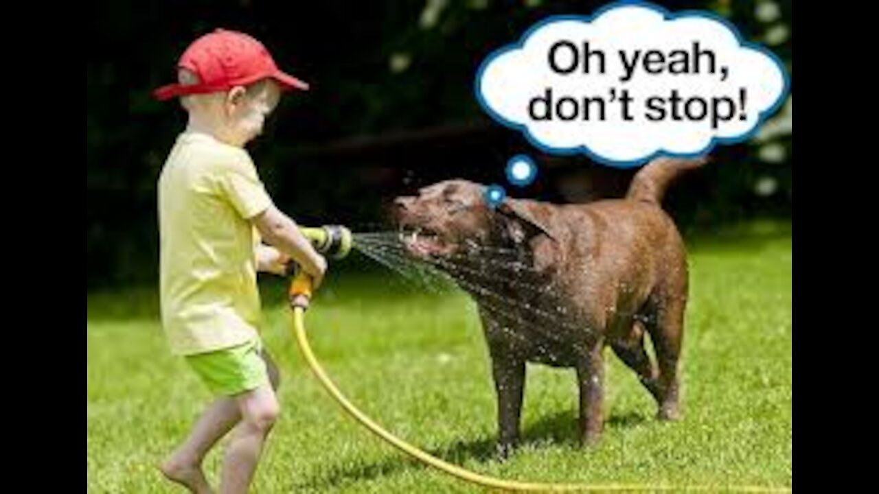 Dog love squirting Water-Small dog play with blue ball-Small dog play with mother dog #short