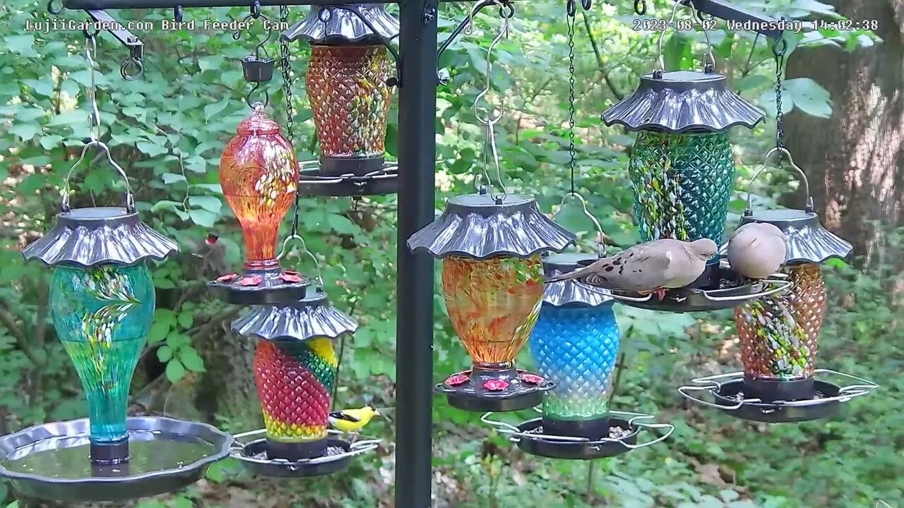 Male ruby-throated hummingbird visits LujiiGarden feeders 8/2/2023