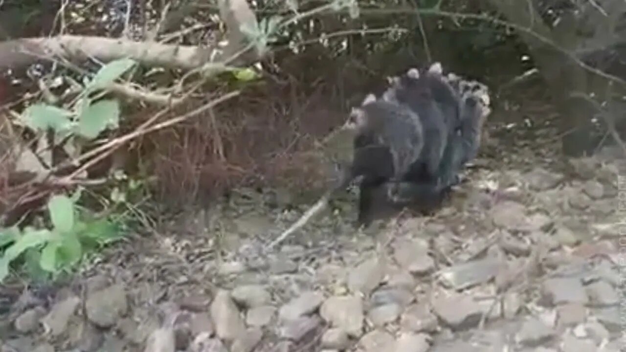 Comadreja y sus crías (Uruguay)