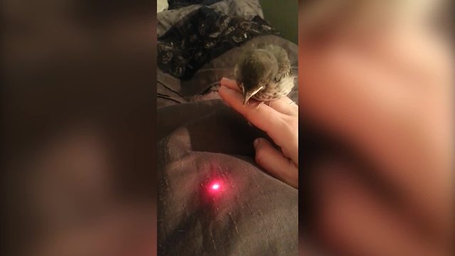 "A Laser Light VS A Bird"