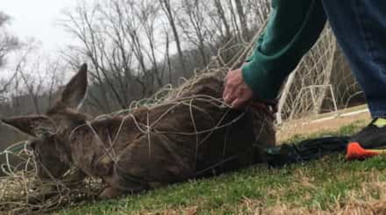 Resgates emocionantes de animais presos em lugares incomuns