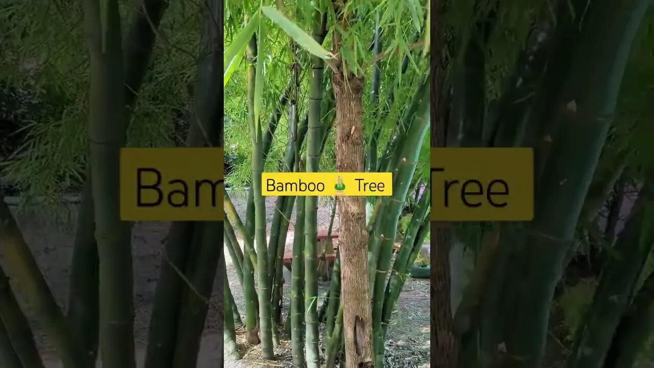 Bamboo Tree🎍#youtubeshorts #bamboo #bambooplant