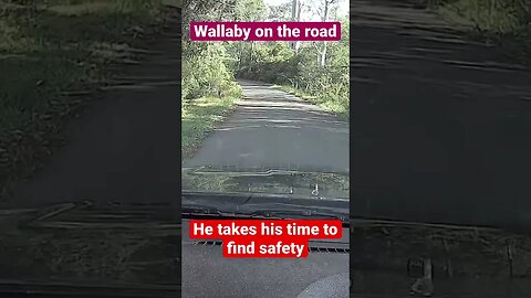 Large male wallaby in the middle of the road