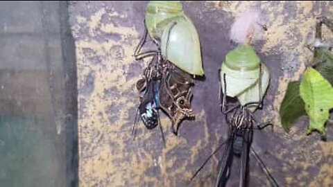 ブルーバタフライの生まれるときの美しさ