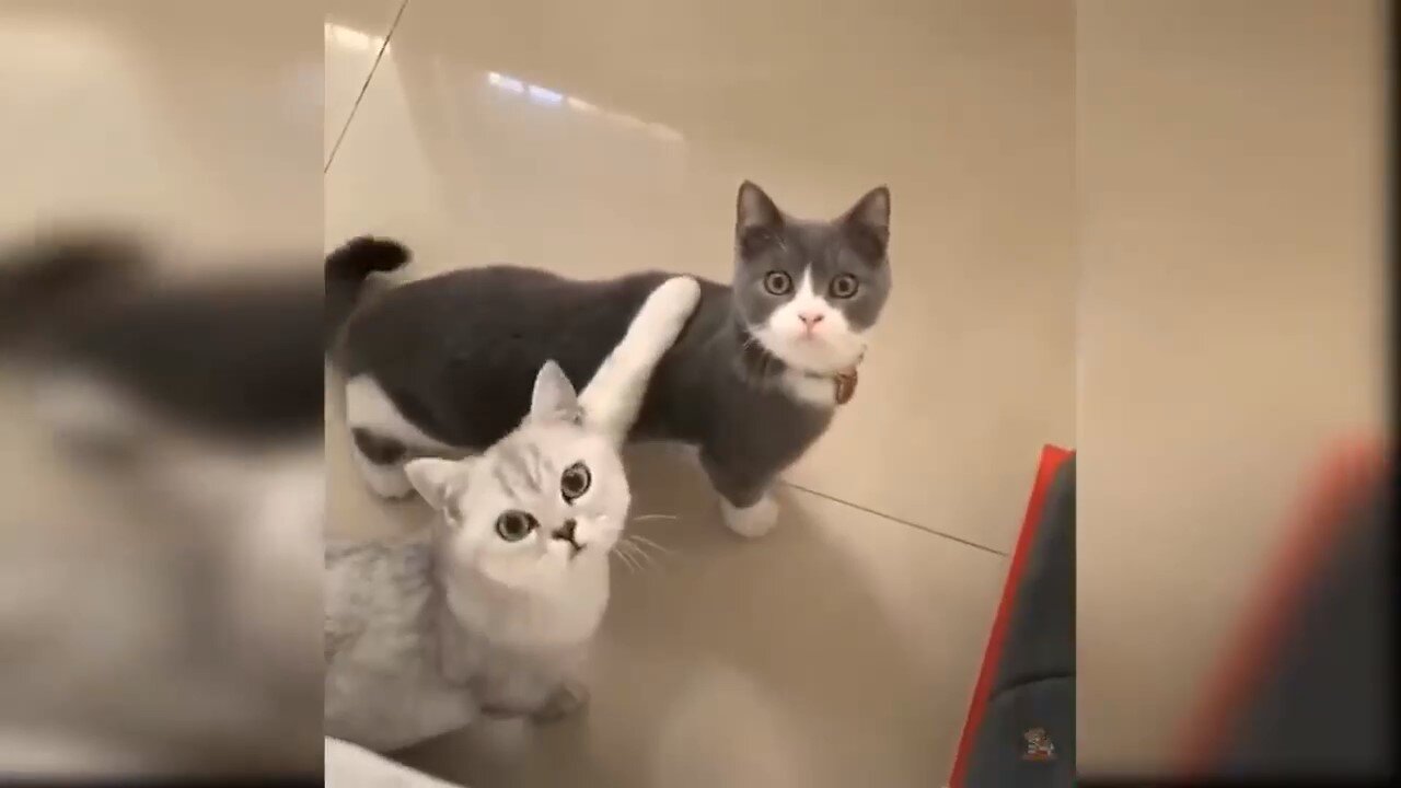 cats hugging each other until they saw there owner! PRICELESS REACTION