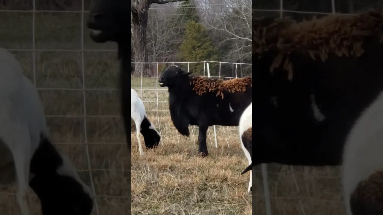 Mariah Ram Christmas Carol!! #shorts #funnyanimals #singingram