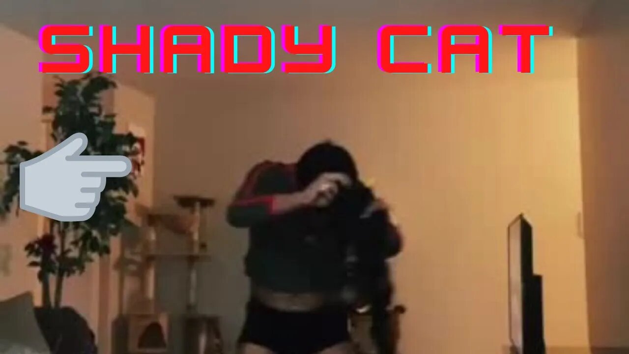 Amazing Shady Cat 2022 #Shorts