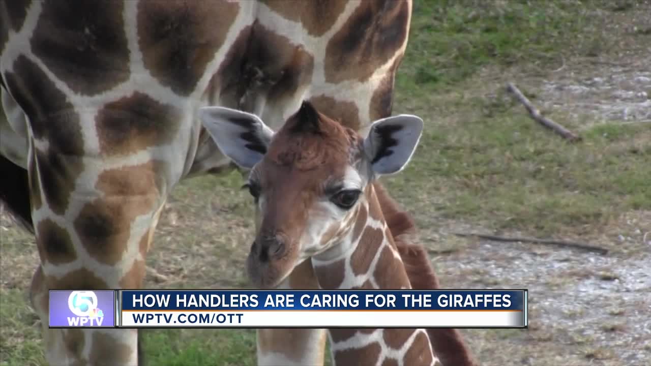 Watch the Giraffe documentary