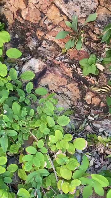 CATCH ME IF YOU CAN 🦋