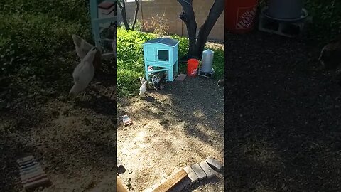 Milestone for chicks. #einsteinsbackyard #shortvideo #chickens #chickseason2023 #arizona #shorts