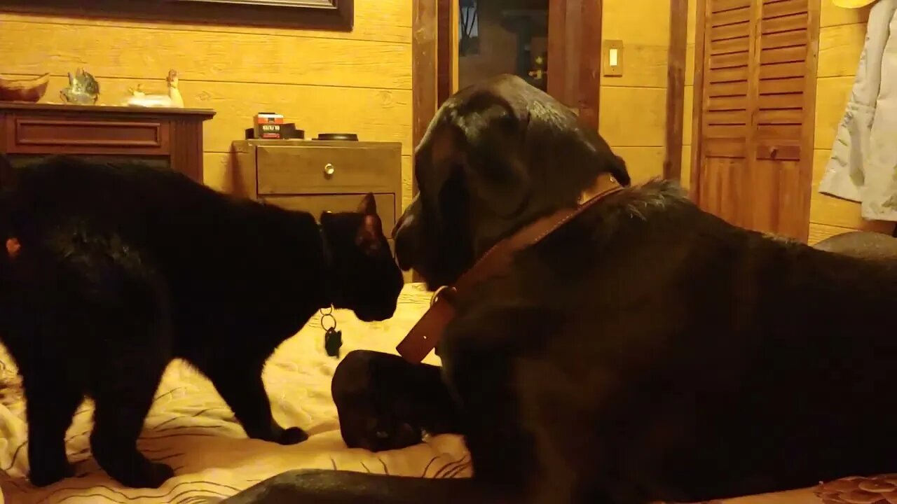 Black cat rubbing on black lab for attention!