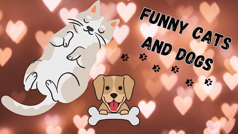 Watch now! The funniest cats and dogs on the internet