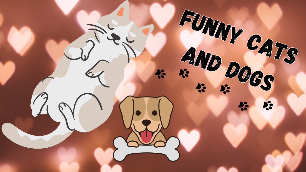 Watch now! The funniest cats and dogs on the internet