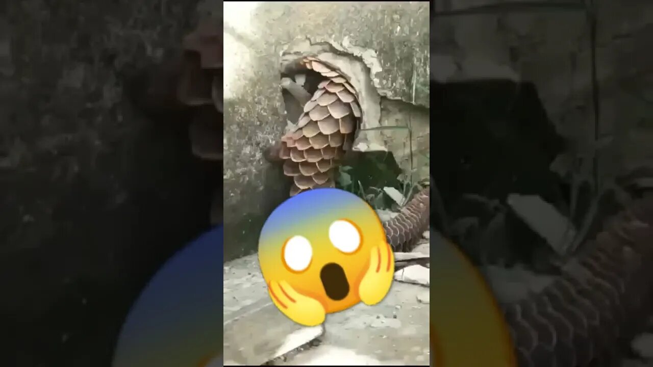 Omg😱😱😱😱 #viral #whatsapp status #shorts