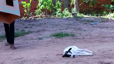 dog funny video part 3 ,scary the 🐕