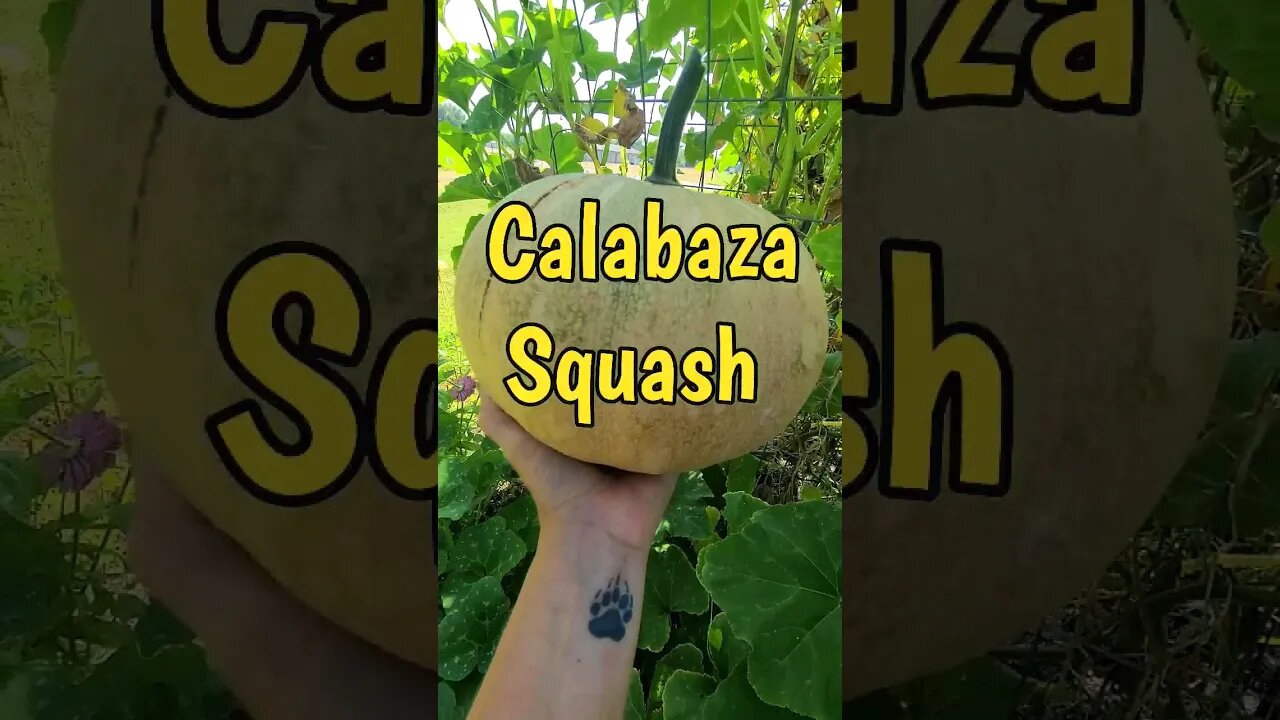 Calabaza Squash! 😳